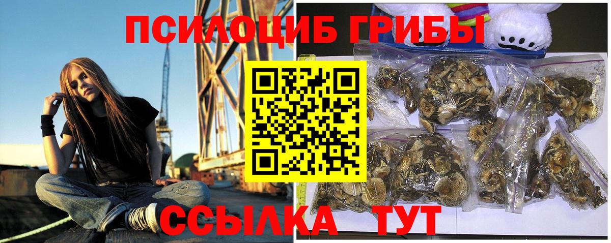 Псилоцибиновые грибы Psilocybine cubensis Кемерово